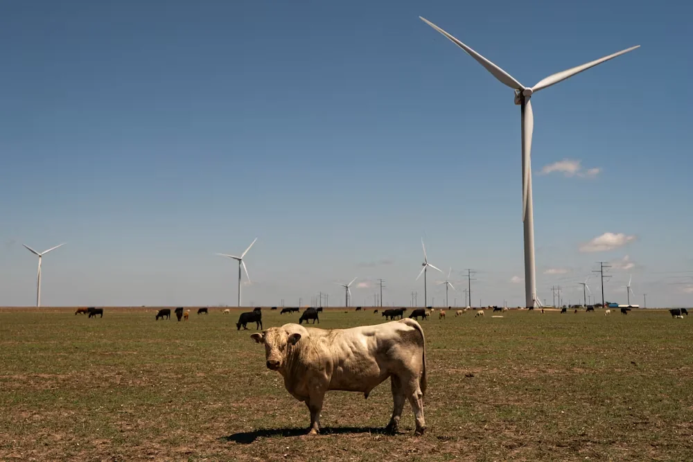 Texas First State to Run Entirely on Renewables for a Full Month Rows of wind turbines on the West Texas plains at sunset